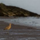 Goldener Brachvogel