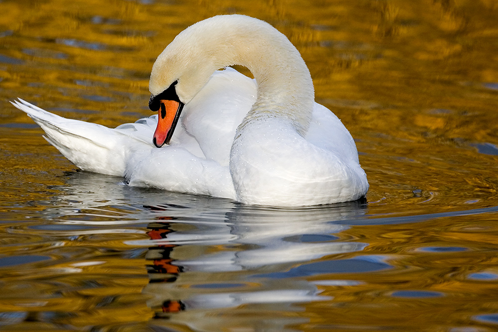 "Goldener Dezember"