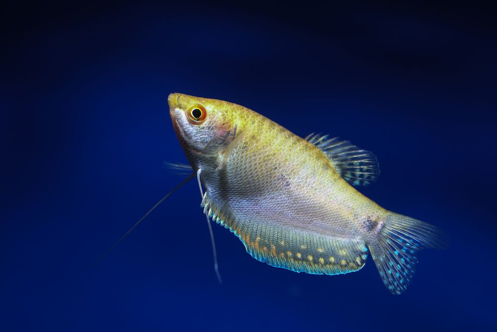 Goldener Fadenfisch (Trichogaster trichopterus)