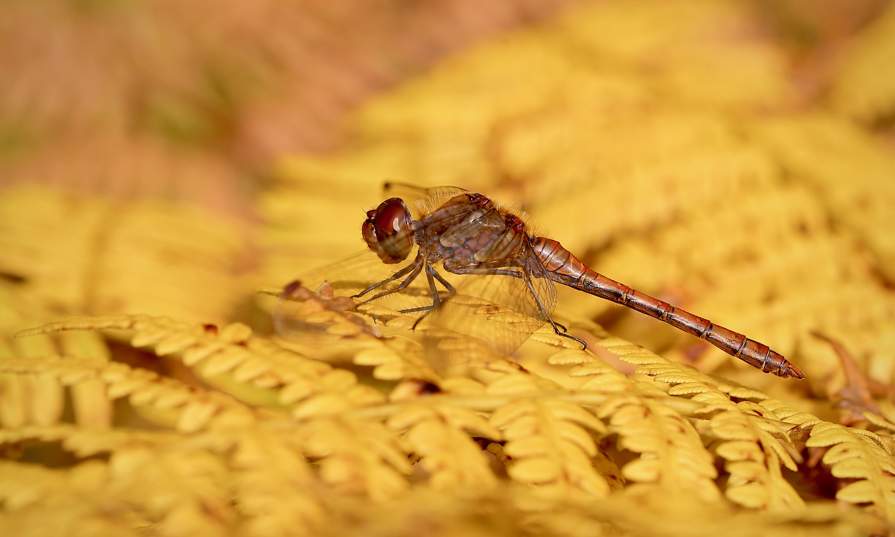 Goldener Farnteppich