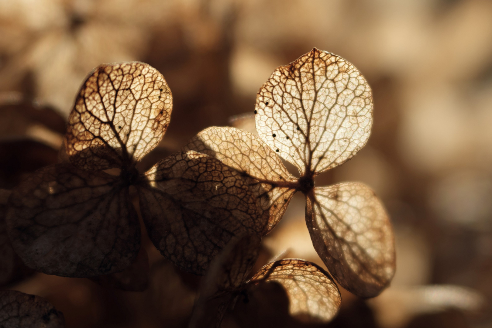 Goldener Februar