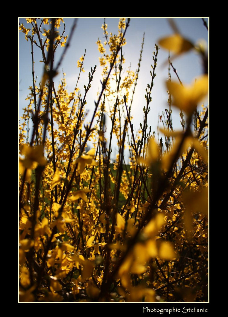 Goldener Frühling*