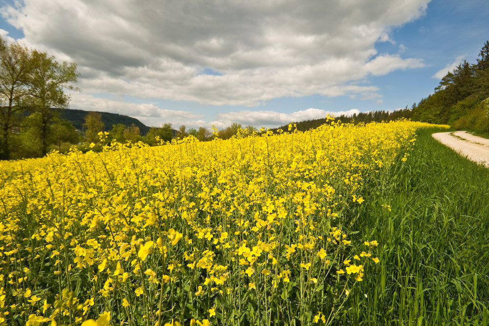 Goldener Frühling