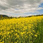 Goldener Frühling