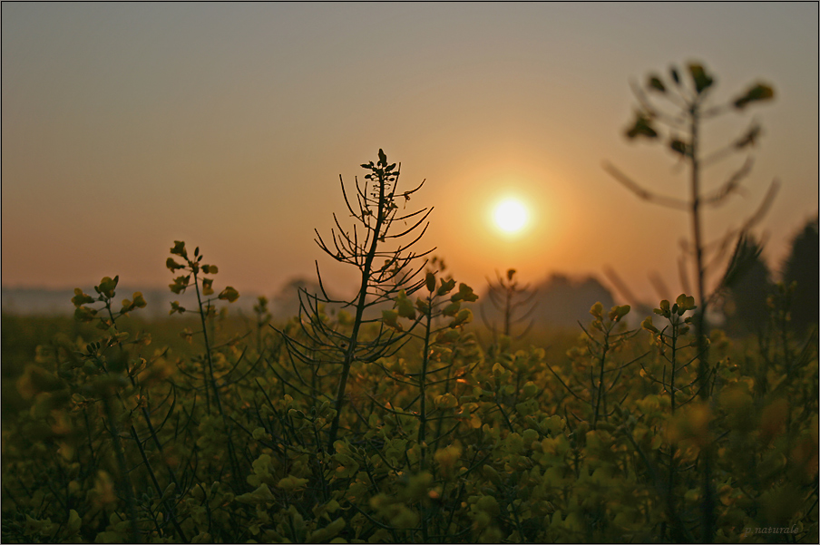 ~ Goldener Frühling~