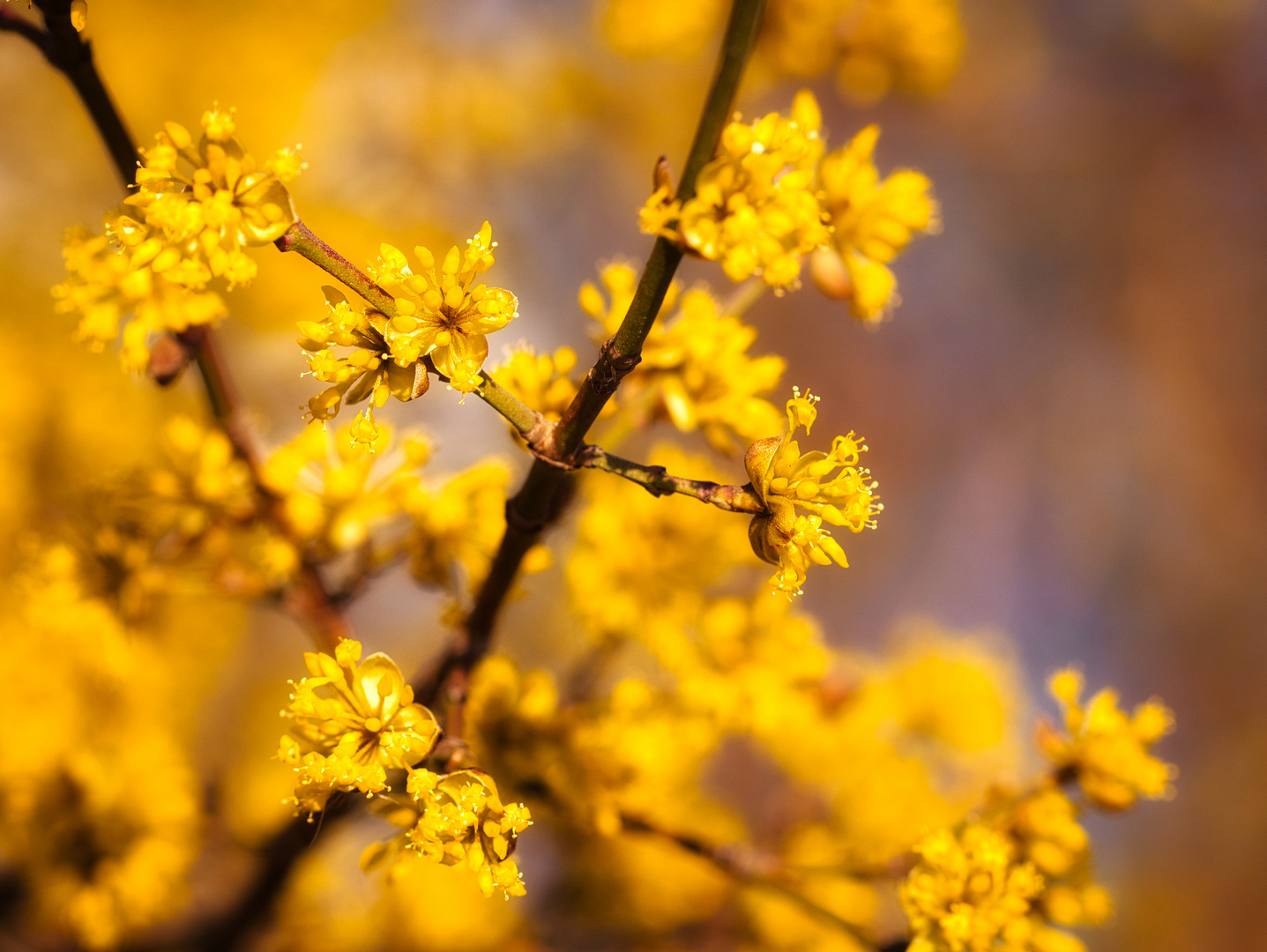 goldener ... Frühling !