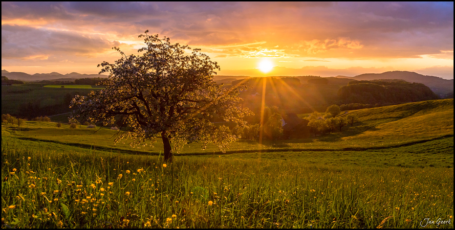 Goldener Frühling