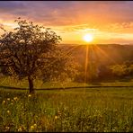 Goldener Frühling