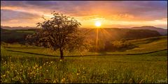 Goldener Frühling