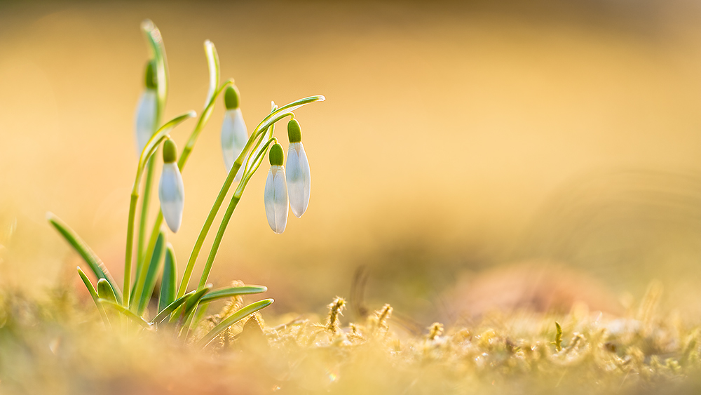 Goldener Frühlingsanfang