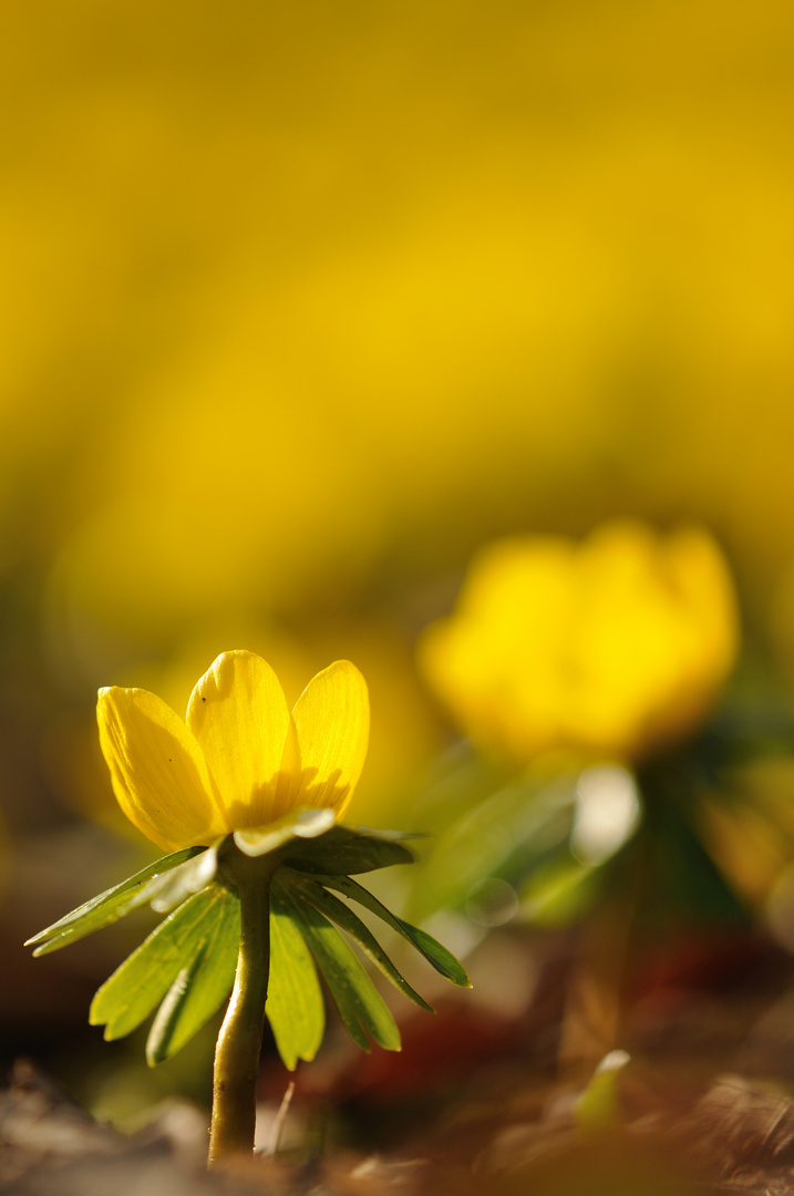 Goldener Frühlingsanfang