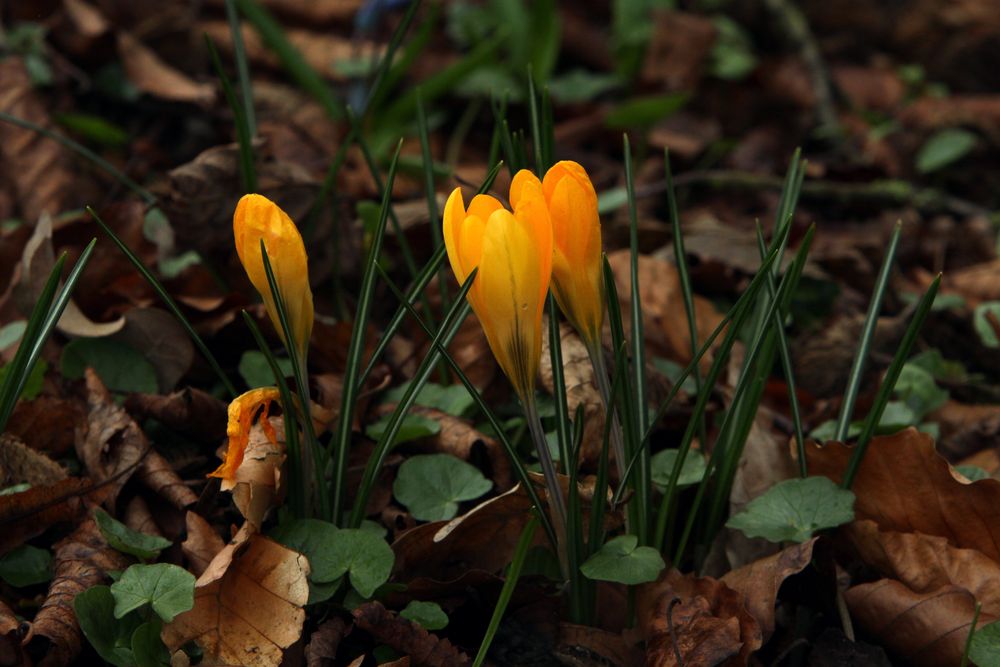 goldener Fühling II