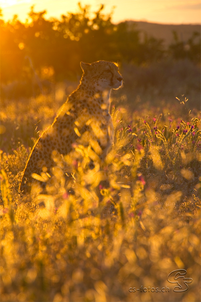 goldener Gepard