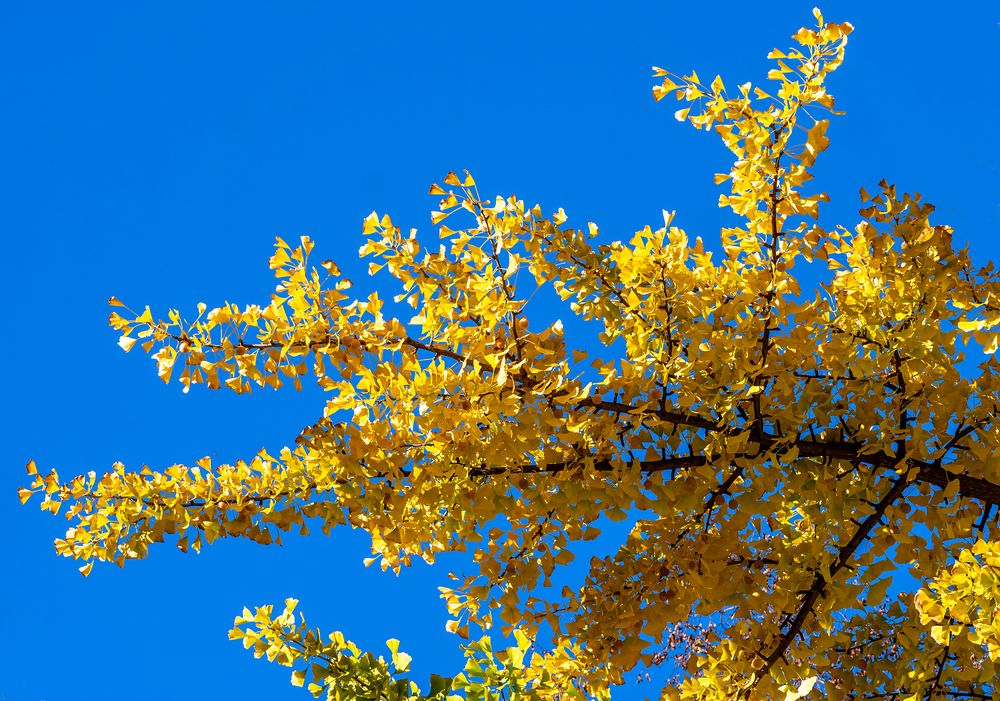 goldener ginkgo...