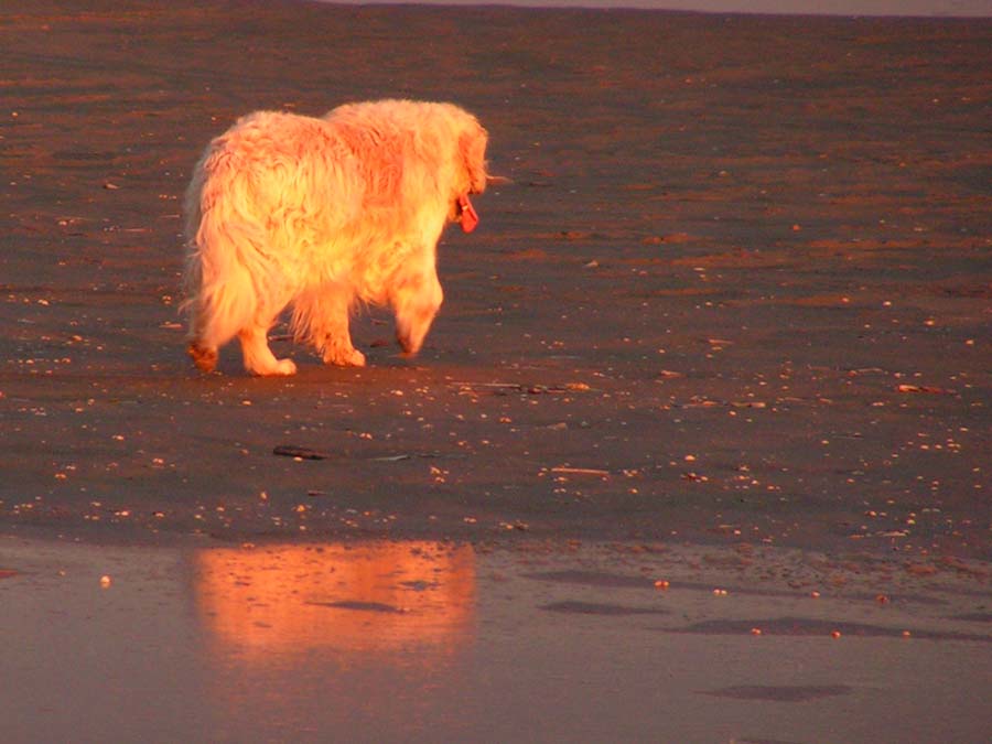 goldener Golden Retriever