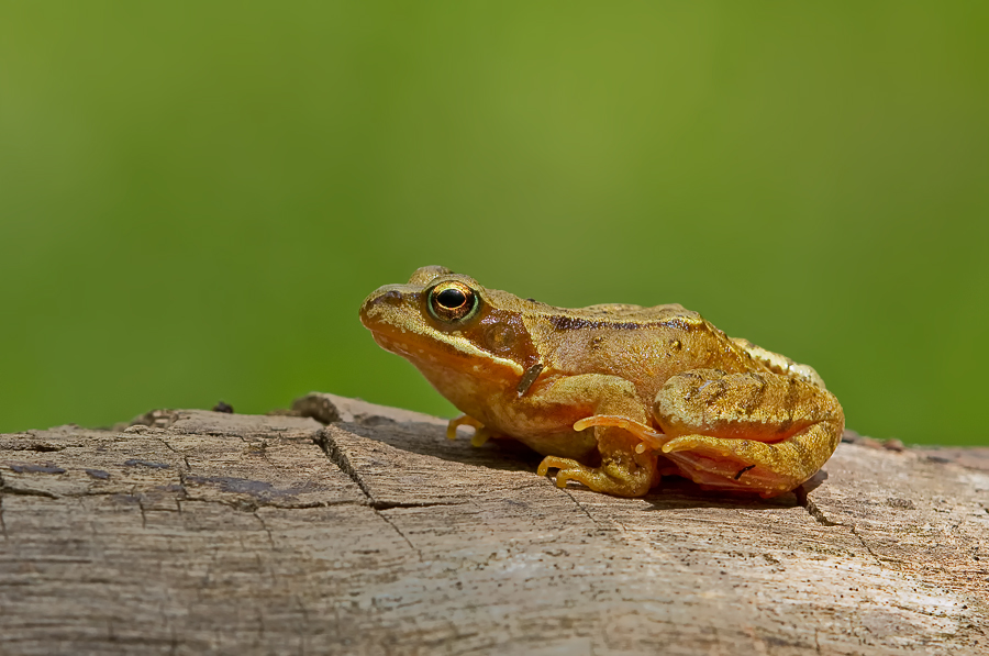 Goldener Grasfrosch 2