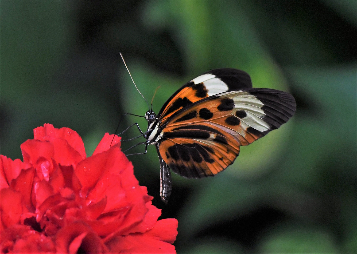 Goldener Hacale (Heliconius hecale)