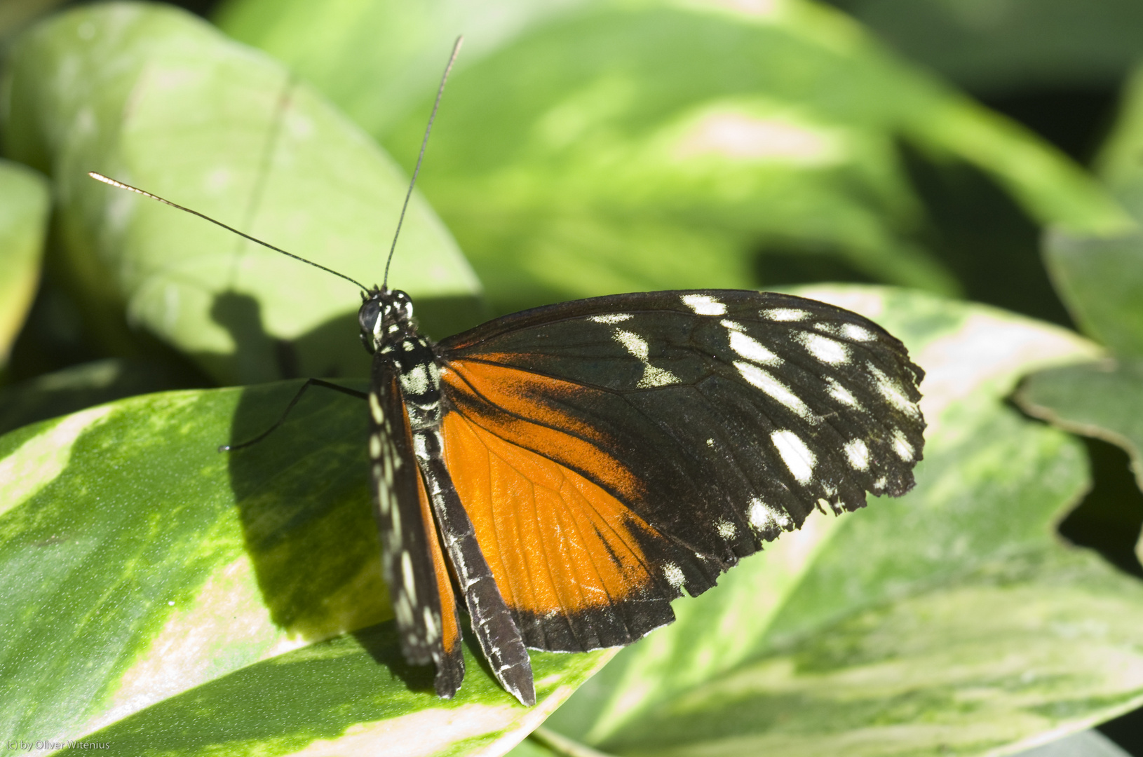 Goldener Hecale Heliconius hecale