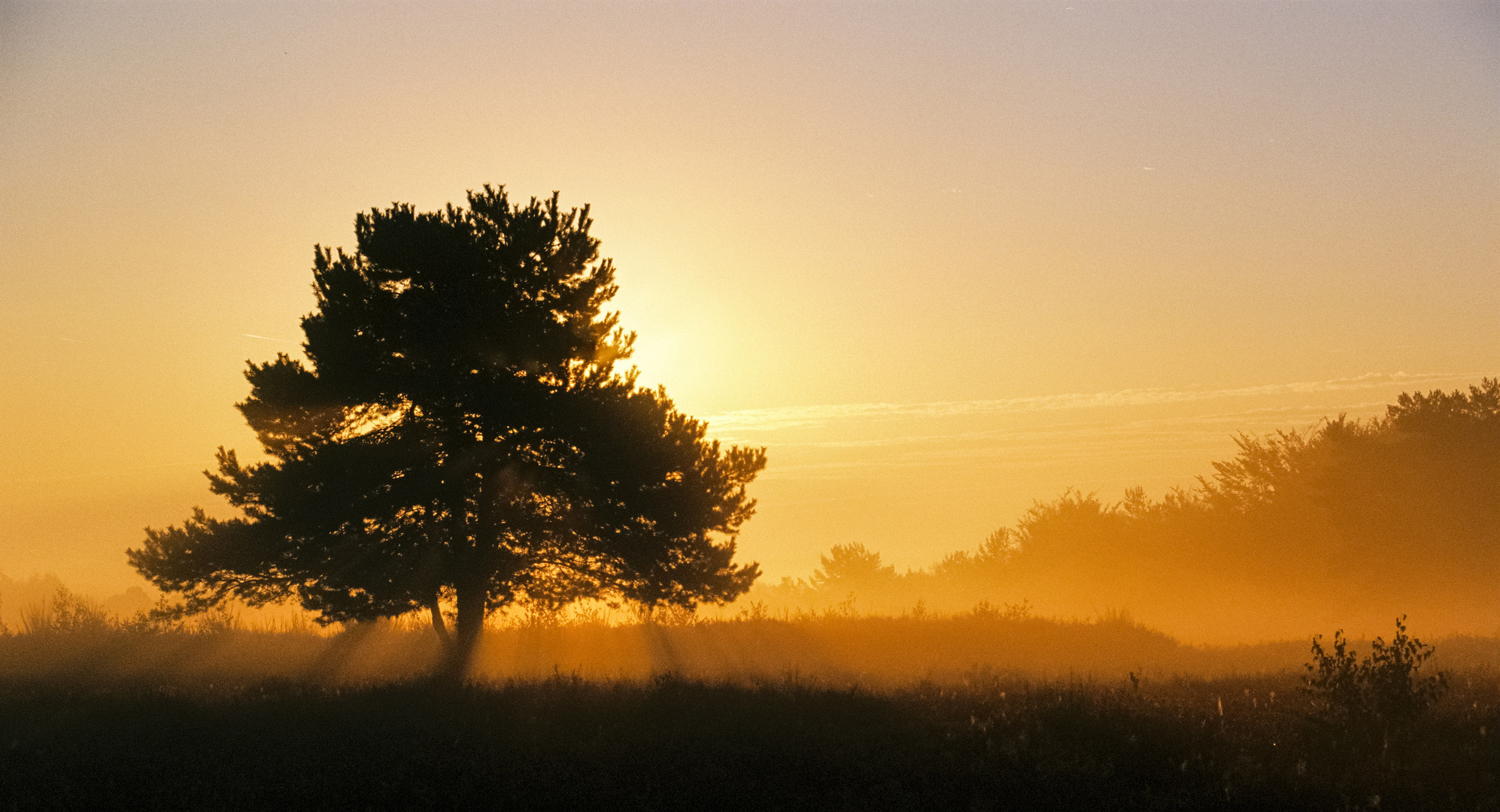 "Goldener Heidemorgen"