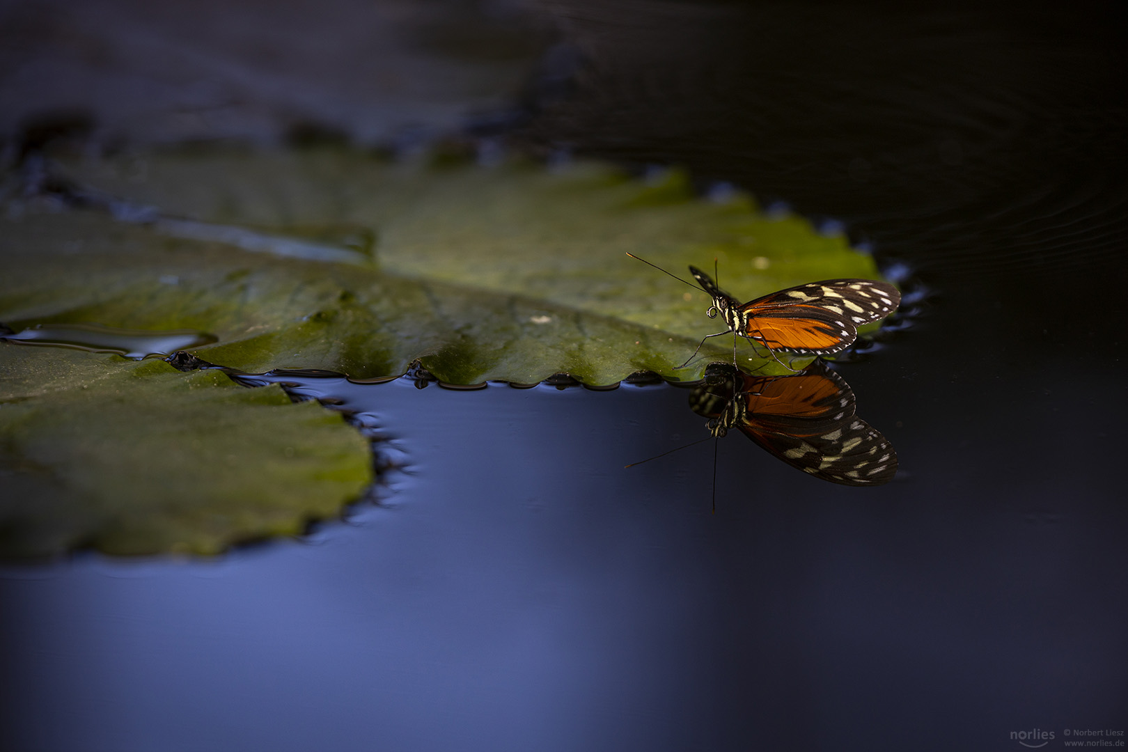 Goldener Hekale am Wasser