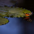 Goldener Hekale am Wasser