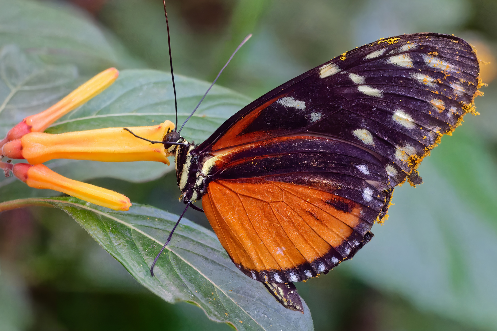 Goldener Hekale (Heliconius Hecale)