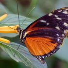 Goldener Hekale (Heliconius Hecale)