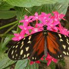 Goldener Hekale, Heliconius hecale (2014_10_18_EOS 6D_7344_ji)