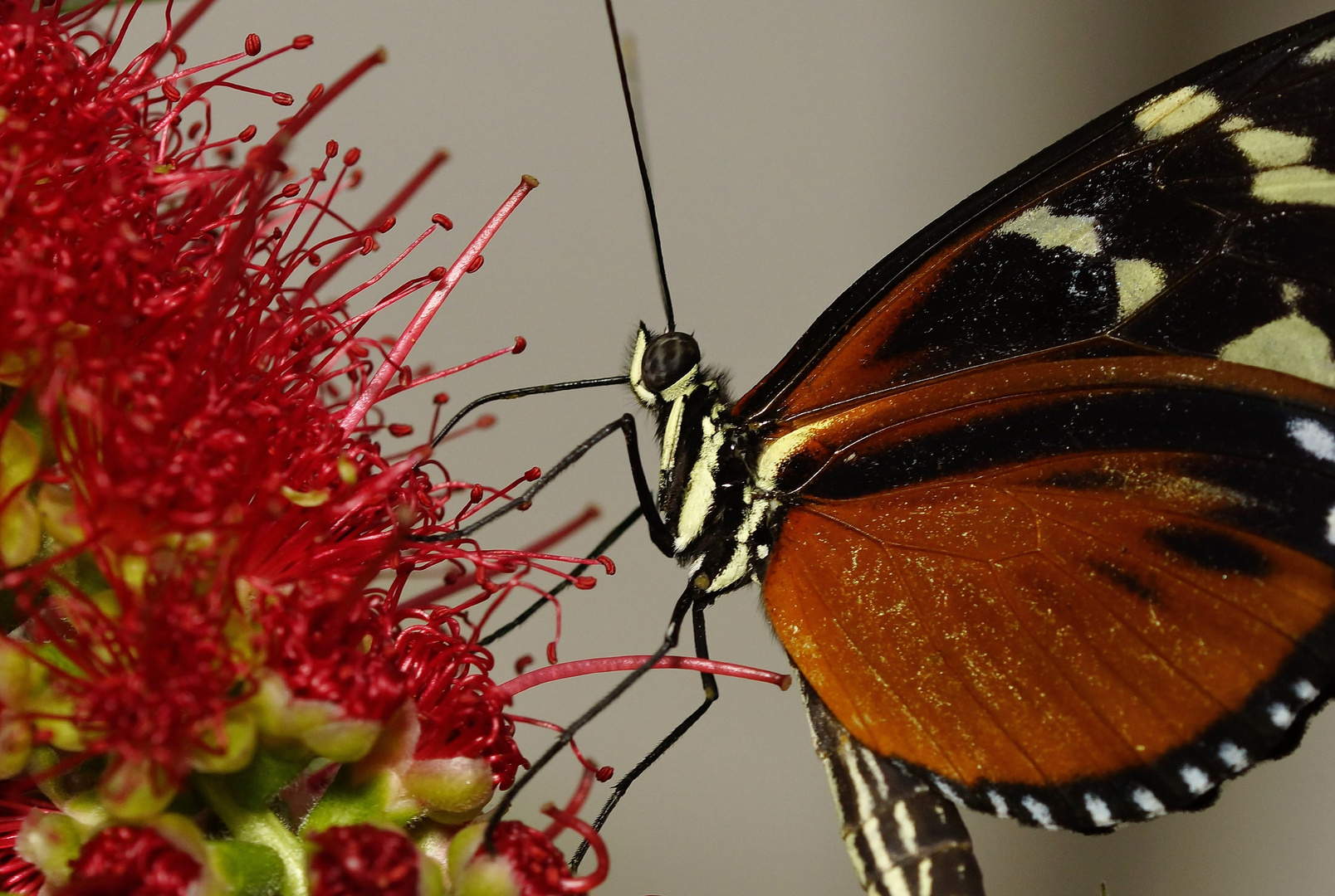 Goldener Hekale (Heliconius hecale)