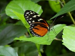 Goldener Hekale (Heliconius hecale)