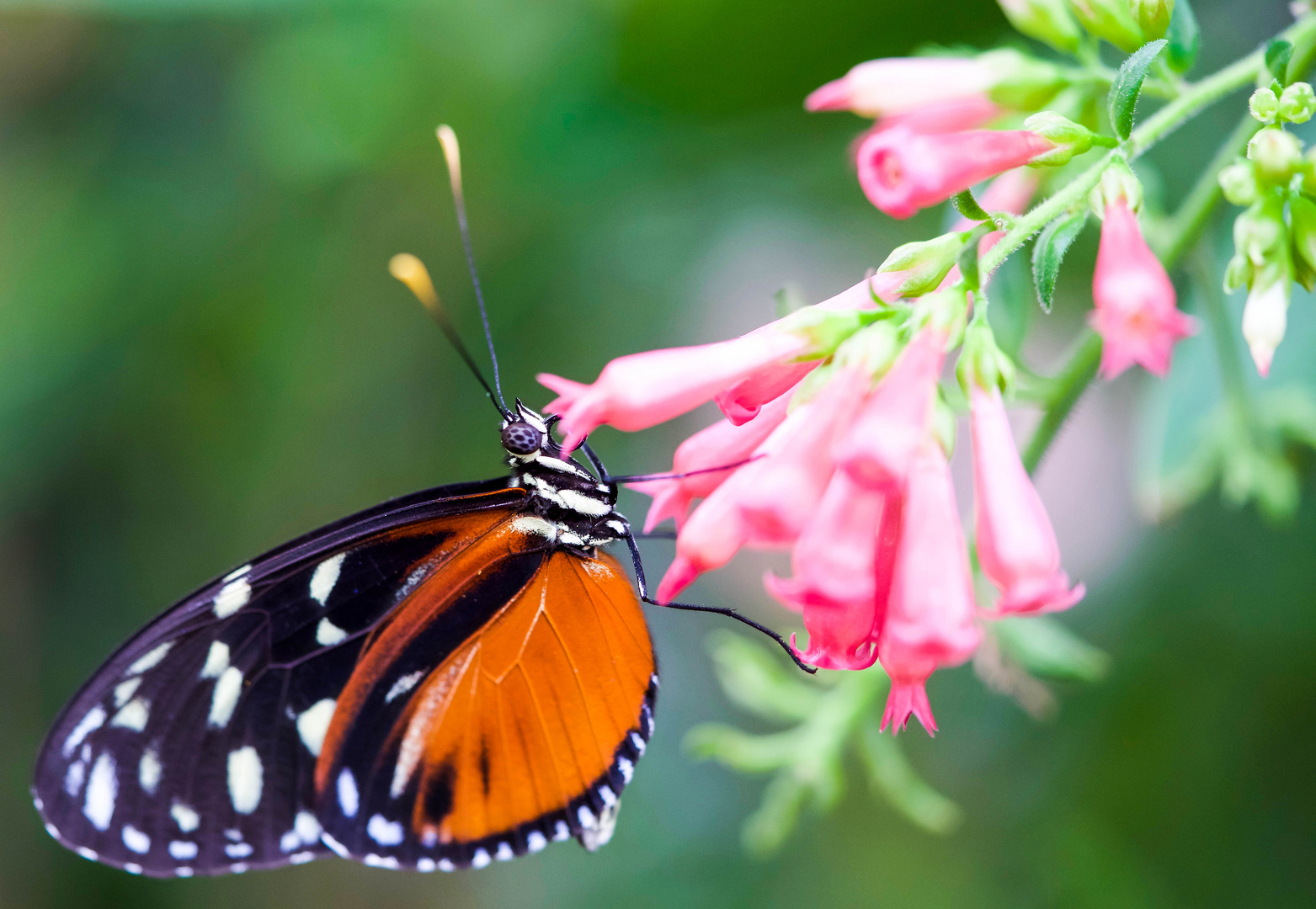 Goldener Hekale (Heliconius hecale)