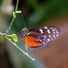 Goldener Hekale /Heliconius hecale