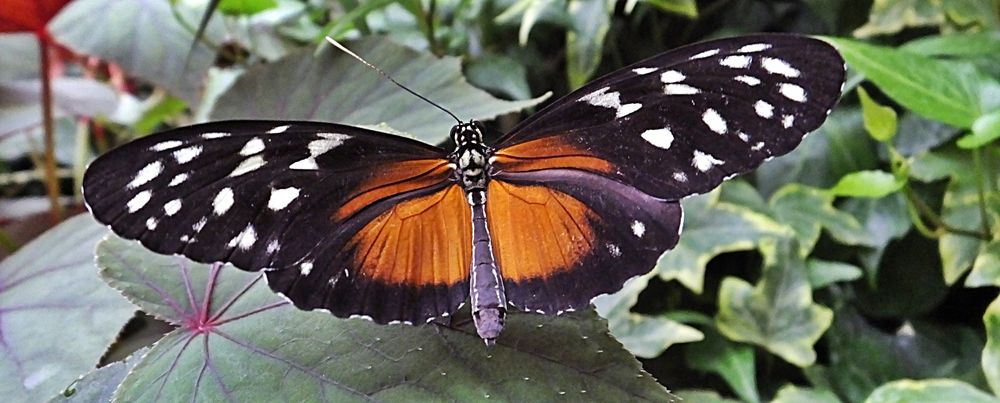 Goldener Hekale   (Heliconius hecale)