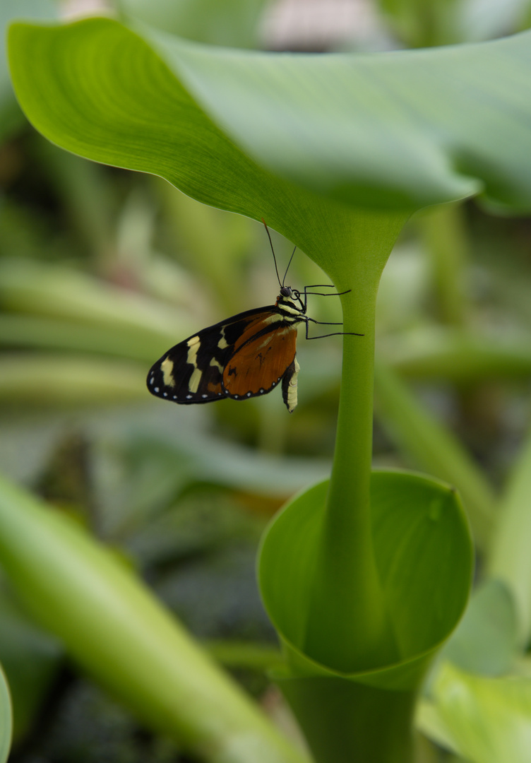 Goldener Hekale im botanischen Garten München