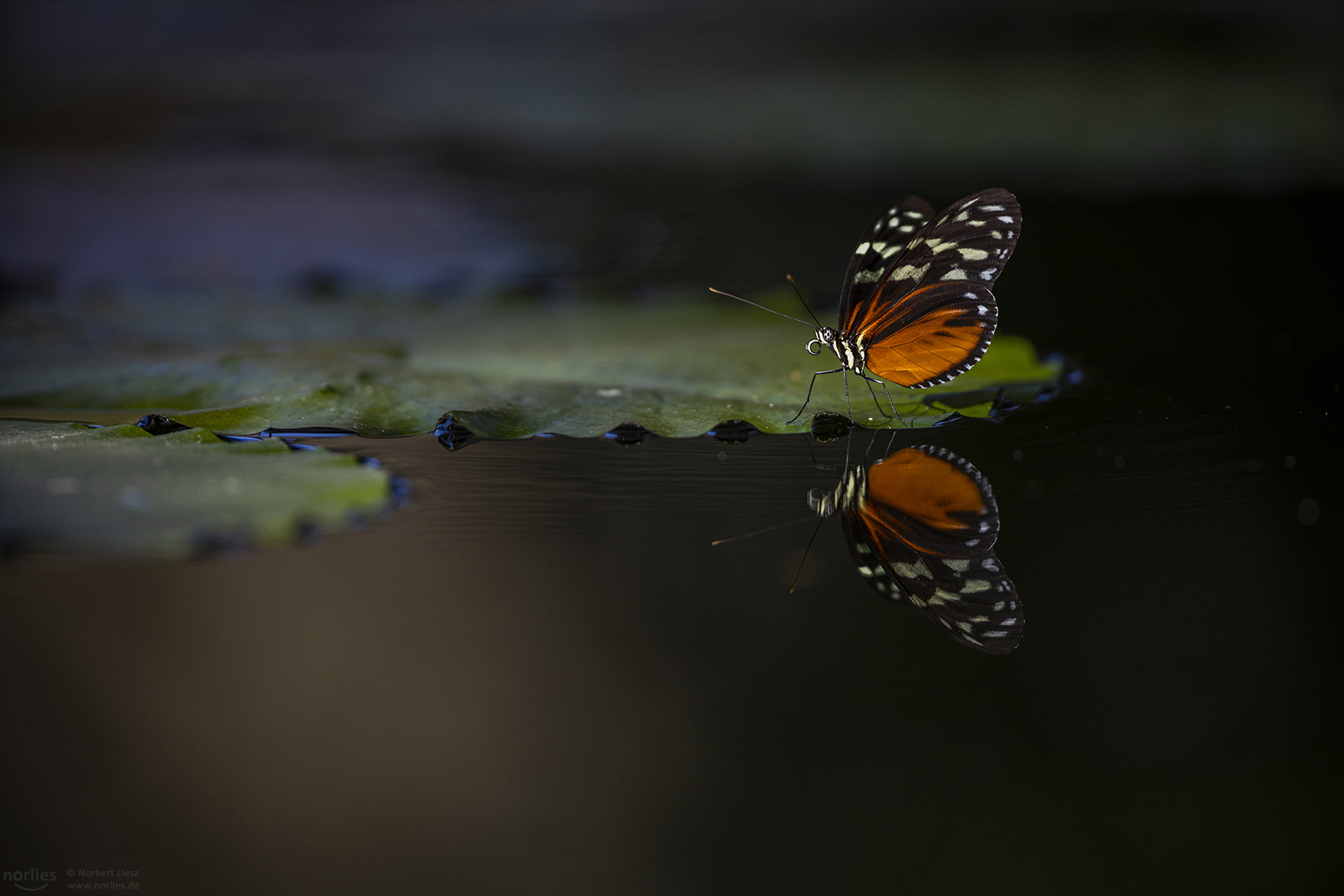 Goldener Hekale Spiegelung