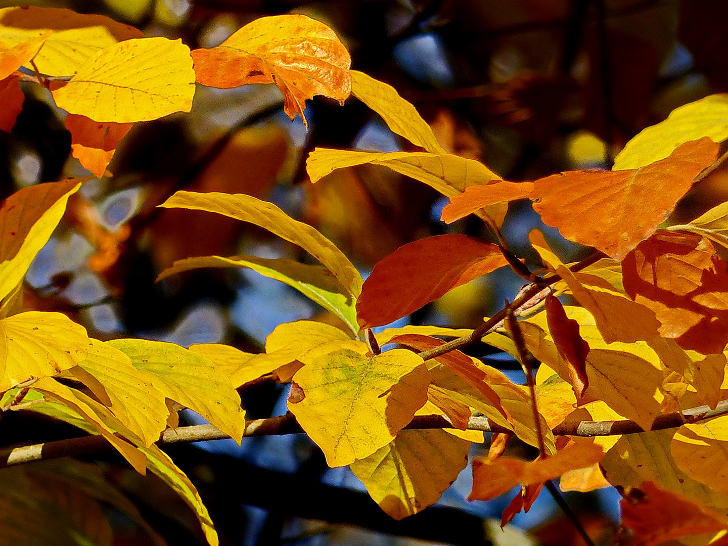 Goldener Herbst