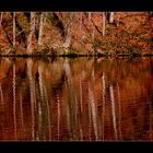 goldener Herbst