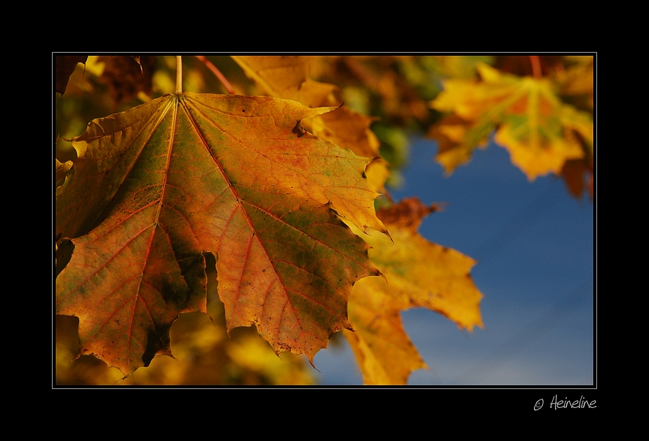 Goldener Herbst #02