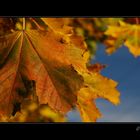 Goldener Herbst #02