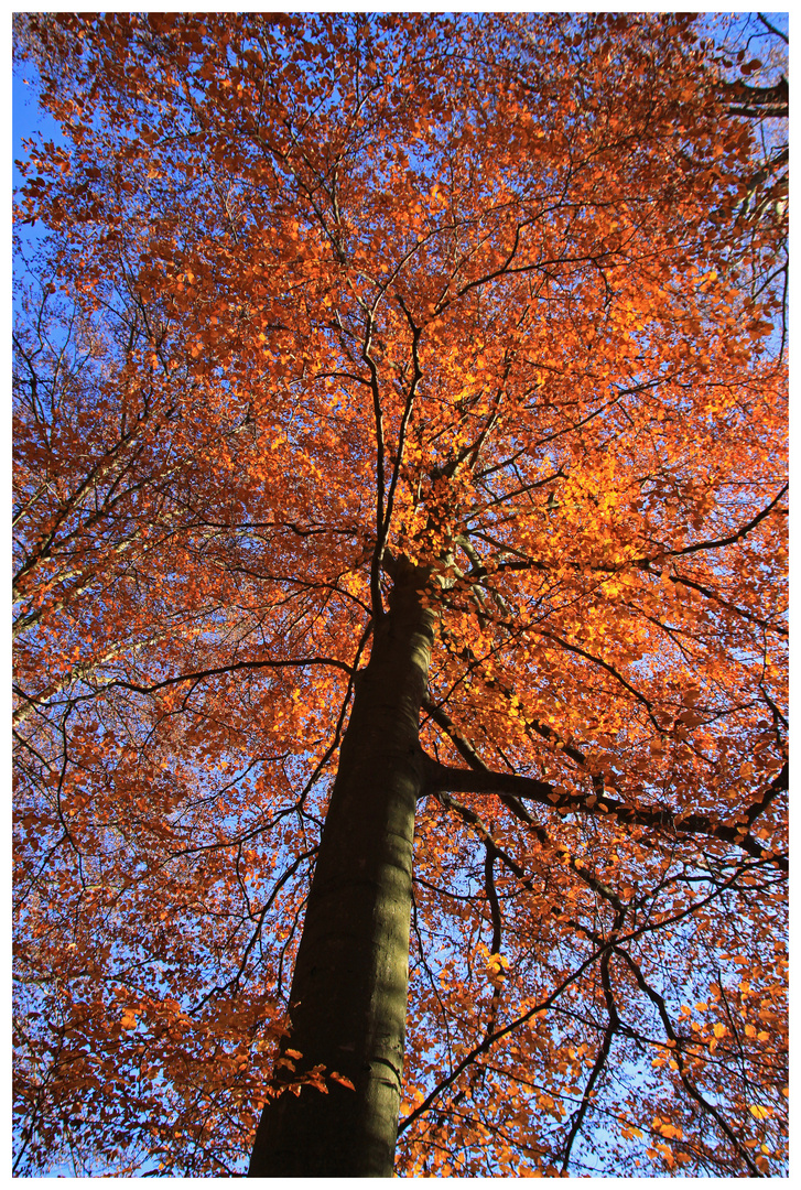 Goldener Herbst