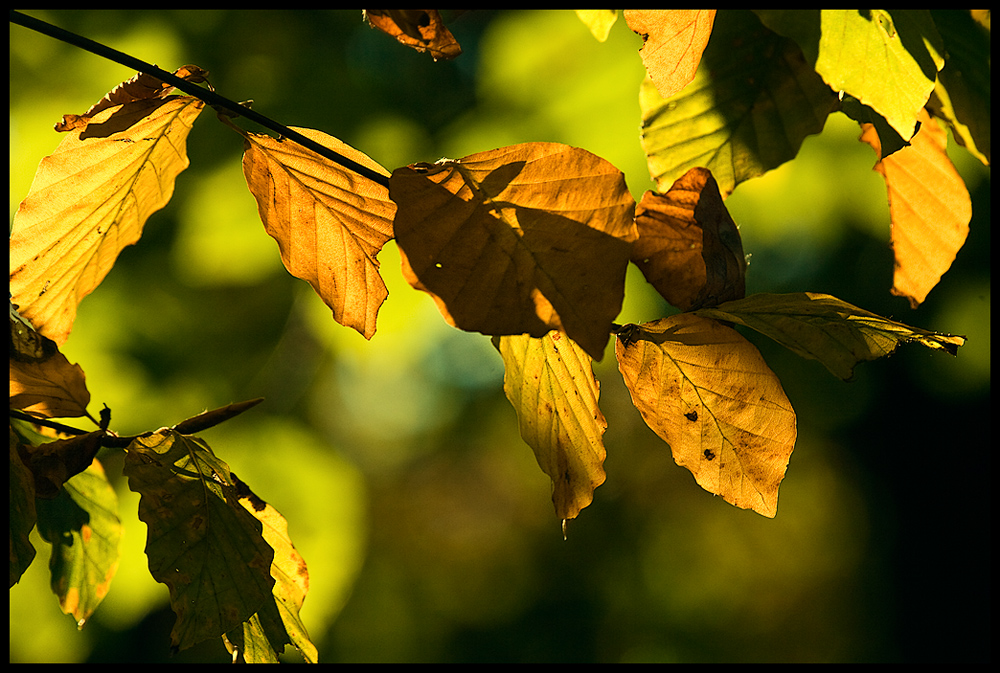 Goldener Herbst