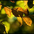 Goldener Herbst