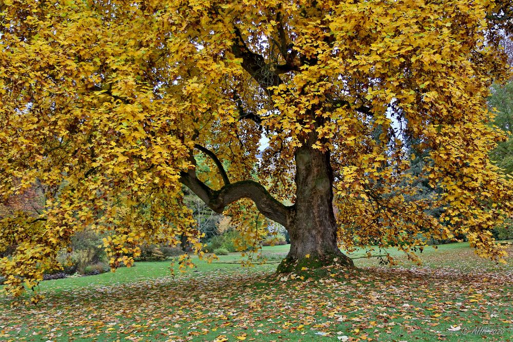 Goldener Herbst