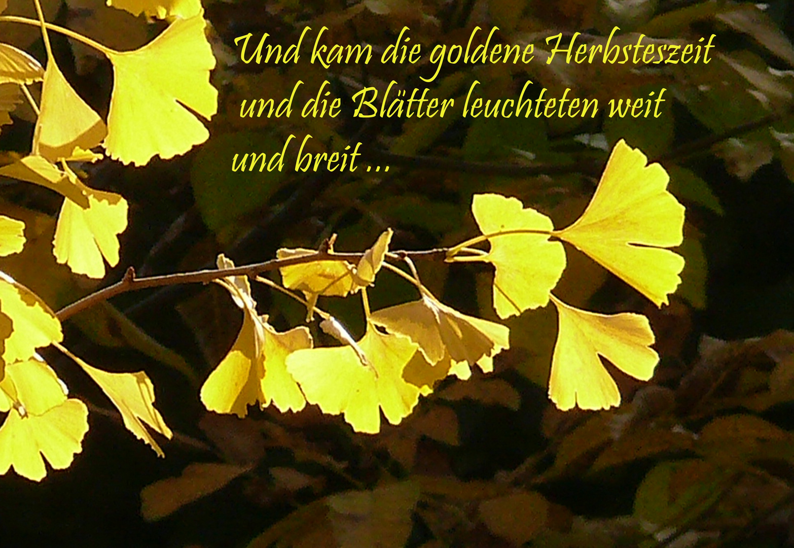 Goldener Herbst....