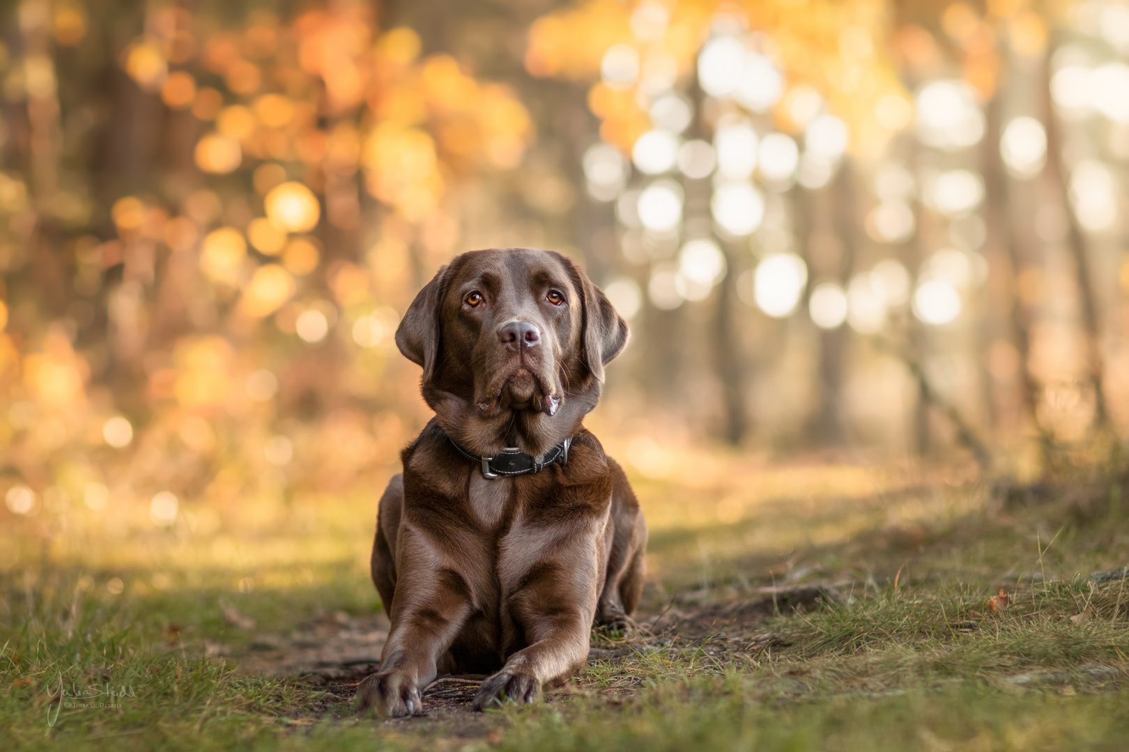 Goldener Herbst