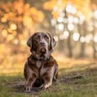 Goldener Herbst