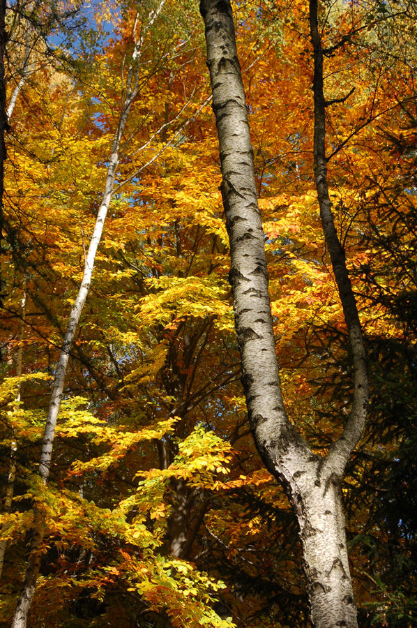 Goldener Herbst