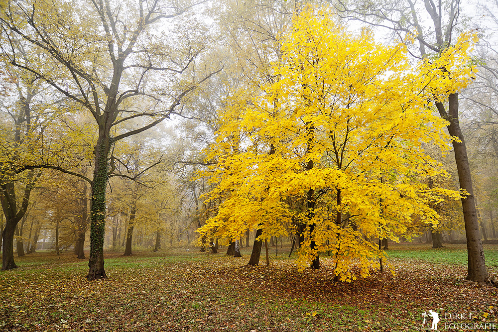 ***Goldener Herbst***