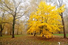 ***Goldener Herbst***