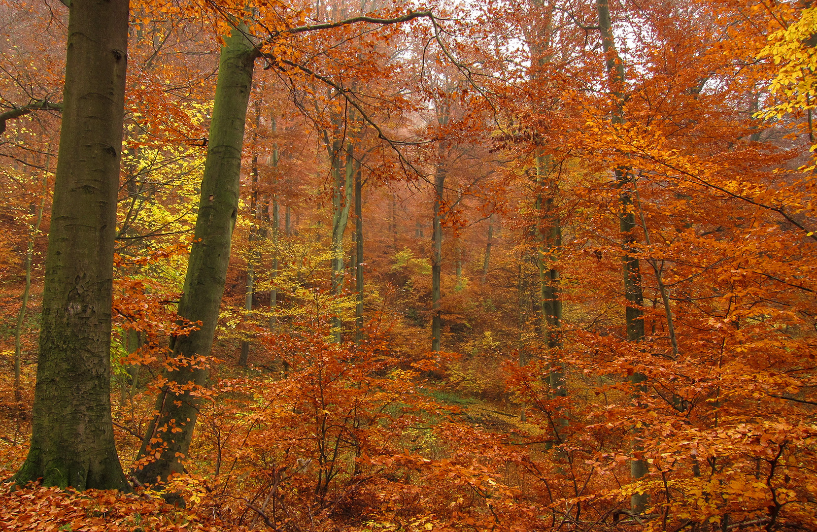 Goldener Herbst